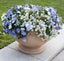 ALYSSUM GIGA WHITE :Borders, Beds, Baskets/Containers, Fragrant/Edible 100 seeds Carousel 8