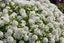 ALYSSUM GIGA WHITE :Borders, Beds, Baskets/Containers, Fragrant/Edible 100 seeds Carousel 9
