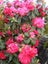 Rhododendron Noble Red large red trusses Carousel 1