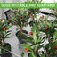 Garden Netting Plant Netting 3.3M x 10M Clearance Sale Carousel 4