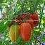 Garden Netting Plant Netting 3.3M x 10M Clearance Sale Carousel 8