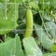 Garden Netting Plant Netting 3.3M x 10M Clearance Sale Carousel 9