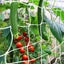 Garden Netting Plant Netting 1.67M x 20M Clearance Sale Carousel 7