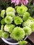 Chrysanthemum Green Pompom Carousel 2