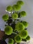 Chrysanthemum Green Pompom Carousel 4