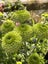 Chrysanthemum Green Pompom Carousel 3