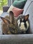 Friendly bonded pair Flemish Carousel 4