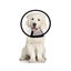 S Size 10.3-13 inch Cone for Dog to Stop lick,E Collar for Dog After Surger Carousel 3