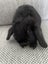 Mini Lop Bunnies Carousel 2