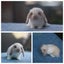 very cute Pure Bred mini Lops Carousel 4