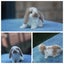 very cute Pure Bred mini Lops Carousel 5