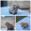 very cute Pure Bred mini Lops Carousel 8