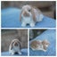 very cute Pure Bred mini Lops Carousel 7