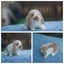 very cute Pure Bred mini Lops Carousel 9