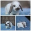very cute Pure Bred mini Lops Carousel 14