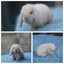 very cute Pure Bred mini Lops Carousel 11