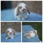 very cute Pure Bred mini Lops Carousel 12