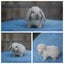 very cute Pure Bred mini Lops Carousel 13