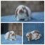 very cute Pure Bred mini Lops Carousel 10