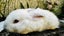 Adorable Mini Lop Rabbits Carousel 1