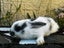 Adorable Mini Lop Rabbits Carousel 10