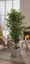 Artificial Ficus Tree H180cm with Square Planter *35% OFF Carousel 4