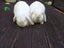 White lop male rabbit Carousel 2