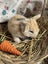 **Trained Mini Lop Bunny Rabbits & Care Package** Carousel 3
