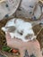 **Trained Mini Lop Bunny Rabbits & Care Package** Carousel 6