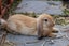Flemish Giant x Mini Lop Christmas Bunnies Carousel 3