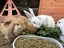 Flemish Giant x Mini Lop Christmas Bunnies Carousel 1