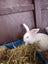 Purebred Flemish Giants Carousel 3