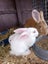 Purebred Flemish Giants Carousel 4