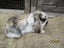 Mini Lop Rabbits Carousel 1