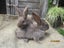 Flemish Giant Rabbits Carousel 1