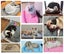 Pet Bed,Dog Warm Sleeping Blanket Washable Bed Mat Cat Pad for Puppy Small Carousel 4