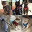 Cat Vest Harness Leash Set L Carousel 11