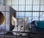 Playful and friendly grey tabby boy Carousel 3