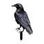 Black Crow Yard Stakes - Weatherproof Halloween & Christmas Decor for Garde Carousel 2