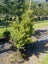 Podocarpus Totara (BBN) – 45L, 1.4–2.4m...x7 Carousel 1
