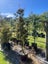 Podocarpus Totara (BBN) – 45L, 1.4–2.4m...x7 Carousel 3