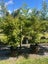 Podocarpus Totara (BBN) – 45L, 1.4–2.4m...x7 Carousel 5