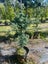 Podocarpus Totara ‘Matapouri Blue’ – 45L, ht. 1.2–1.8m...x10 Carousel 1