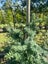 Podocarpus Totara ‘Matapouri Blue’ – 45L, ht. 1.2–1.8m...x10 Carousel 2