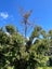 Podocarpus Totara (BBN) – 80L, 1.8–2.2m...x2 Carousel 2