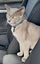 Missing Burmese Cat Auckland North Shore Carousel 3