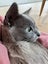 Missing Burmese Cat Auckland North Shore Carousel 4