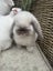Mini Lop Rabbits Carousel 1