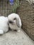 Mini Lop Rabbits Carousel 2