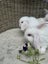 Mini Lop Rabbits Carousel 5